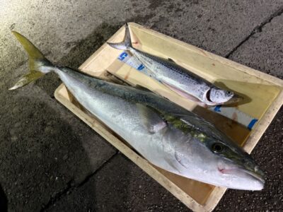 <p>はるえい様　沖の北  アジ飲ませでブリ85cm🎣16時頃にヒット♪♪ショアジギでサゴシもGET✨</p>