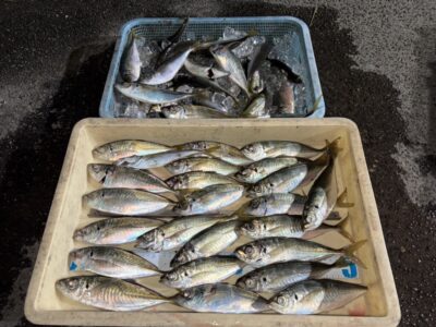 <p>北野様　旧一文字赤灯　サビキ(竿下)  11時〜17時まで　アジ24cmまで大漁🎣途中少しアタリが止まる時間もあったそうです最後まで掛かってました✨</p>