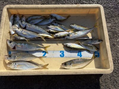 <p>沖の北　サビキ釣り　小アジ〜中アジ・サバ🎣今朝は暗い時間も少し釣れてましたがオイルフェンス付近が渋めで先端付近の内向きが良かったそうです！！</p>