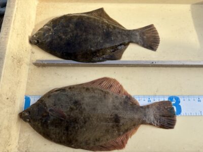 <p>アクア様　沖の北　投げ釣り　カレイ30cmまで2枚✨7時前後に40〜50m遠投で釣れたそうです♪♪カレイWANTED🏆第1号✨無料渡船券3枚GETおめでとうございます🎣</p>