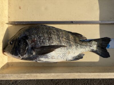 <p>川原様　沖の北　エビ撒き　チヌ42cm🎣</p>