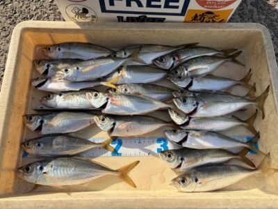 <p>亀本様　旧一文字赤灯　アジング　アジ25cmまで多数🎣サビキでも良く釣れていた中アジですがアジングでも良い釣果が出ました！！今朝は太陽が昇ってからサイズアップしていったそうです♪♪</p>