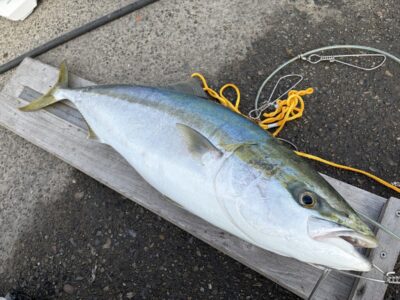 <p>藤澤様　沖の北　ショアジギ　ジャックアイ＝クネクネ　ブリ87cm🔥10時頃にヒットしたそうでルアー丸呑みでした♪♪</p>