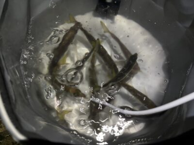 <p>沖の北(船着場から北側内向き) 　暗い時間帯からぽつぽつ飲ませ用の小アジ釣れてます！中アジも少しだけ混ざってました♪♪</p>