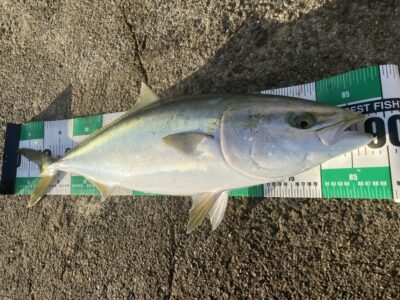 <p>山出様　沖の北　アジ飲ませ　ブリ88cm🎣</p>