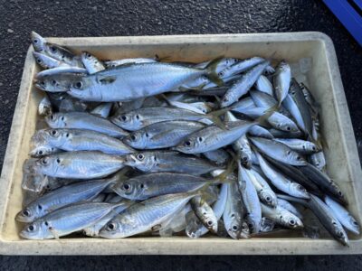 <p>島田様　沖の北　サビキ釣り　小アジ〜中アジまで多数とサバ31cm🎣マイワシは数匹混ざる程度でした😭</p>