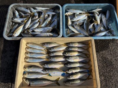 <p>旧一文字赤灯　サビキ釣り(竿下)　1番船〜8時すぎまで　小アジ〜中アジ大漁🎣サバも多いので針は大きめ7〜9号・カゴは20号推奨です！！</p>