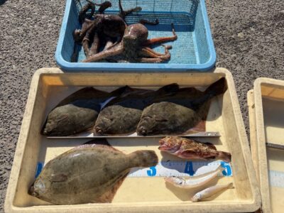 <p>八尾様　沖の北　投げ釣り　カレイ32cmまで4枚🎣暗いうちから釣れ出し最後は8時頃に掛かったそうです♪♪カレイ狙いでの嬉しい外道🐙もGET✨</p>