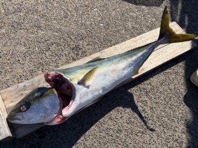 <p>匿名様　沖の北　サバ飲ませ　ブリ87cm🎣8時半頃にヒット♪♪</p>