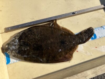 <p>マスカッツ様　沖の北　投げ釣り　7時頃にカレイ32cm🎣</p>