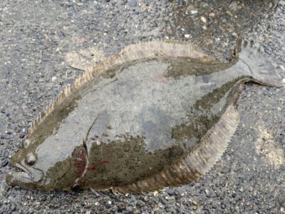 <p>匿名様　旧一文字赤灯　アジ飲ませ　60cm程のヒラメ🎣おめでとうございます🎉</p>