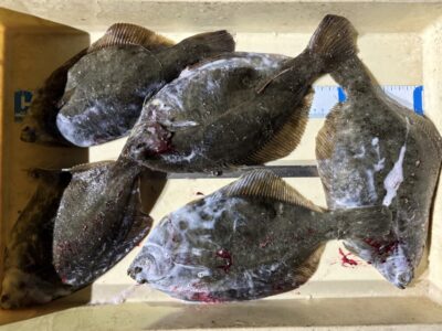 <p>戸田様　沖の北　カレイ5尾🎣</p>