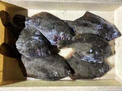 <p>沖の北　カレイ6尾🎣</p>