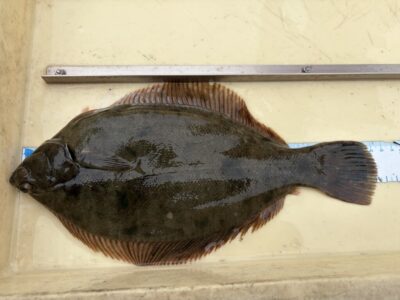 <p>西山様　沖の北　投げ釣り　カレイ32cm🎣</p>