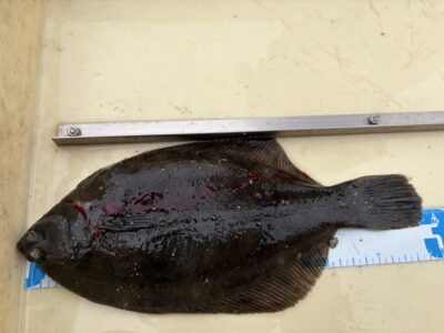 <p>匿名様　沖の北　投げ釣り　カレイ29cm🎣</p>