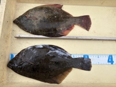 <p>橋爪様　沖の北　投げ釣り　カレイ32cmまで2枚🎣</p>