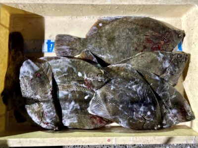 <p>西山様　沖の北　カレイ7尾🎣</p>