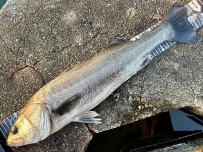 <p>ハネ研会長　福山様　沖の北　エビ撒き釣りでハネ67cm迄を2尾🎣　撮影後リリース🐟</p>