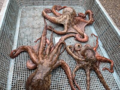 <p>にったこ様　沖の北　最終釣果　タコエギでマダコ3杯🐙雨の中でしたがお見事です♪♪</p>