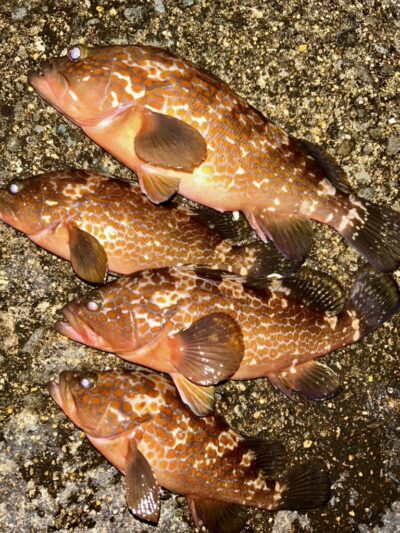 <p>ハネ研会長　福山様　沖の北　エビ撒き釣りでアコウ4尾🎣　撮影後リリース🐟</p>