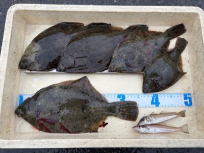 <p>O様　沖の北　投げ釣り　カレイ35cmまで5枚🎣キスも混ざります♪♪</p>