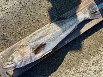 <p>ヒ〜〜様　沖の北　呑ませ釣りでスズキ81cm🎣　他の竿にブリ掛かるも痛恨のラインブレイク…</p>