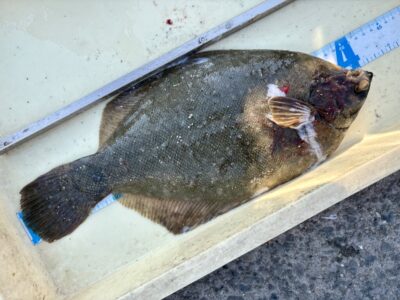 <p>匿名希望様　沖の北　41cm🎣</p>