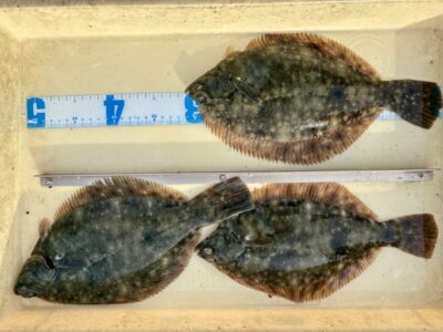 <p>井原様　沖の北　カレイ30cm迄を3尾🎣</p>