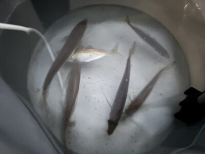 <p>12/28 沖の北リアル　6時半頃　先端付近では小アジがぽつぽつ掛かってました！！オイルフェンス付近は厳しめでした！</p>