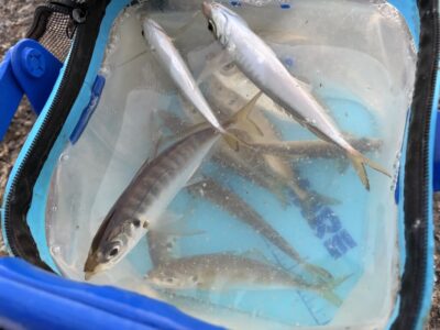 <p>12/28  旧一文字赤灯リアル　7時頃　朝イチから小アジ〜中アジ良く釣れてました！！</p>