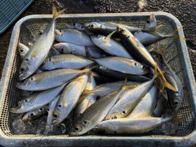 <p>レジェンド山本氏　旧一文字赤灯　5時便〜7時半まで　　サビキ釣り(竿下)  アジ最大26cmまで多数🎣冷え込み荒れた後でしたが素晴らしい釣果！！！</p>