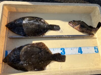 <p>匿名様　沖の北　投げ釣り　カレイ31cmまで2枚🎣</p>