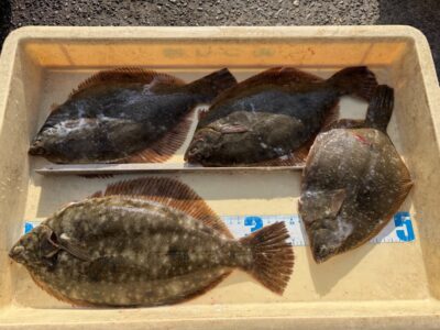 <p>岩井様　沖の北　投げ釣り　カレイ35cmまで4枚🎣</p>