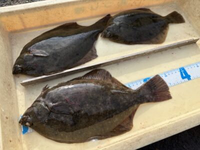 <p>井本様　沖の北　投げ釣り　カレイ34cmまで3枚🎣</p>