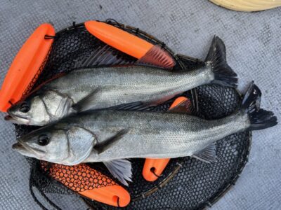 <p>福山様　沖の北　エビ撒き　ハネ2匹🎣</p>