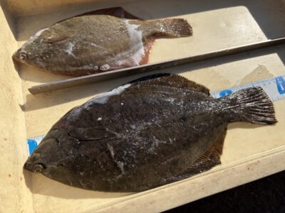 <p>しゃもじ様　沖の北　投げ釣り　カレイ37cmまで2枚🎣</p>