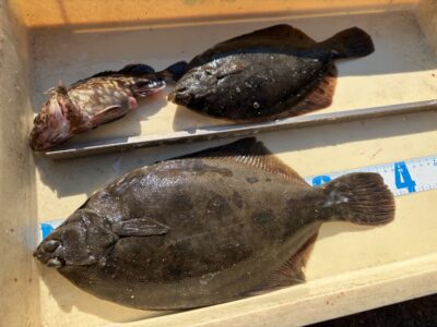 <p>丹治様　沖の北　投げ釣り　カレイ38cmまで2枚🎣</p>