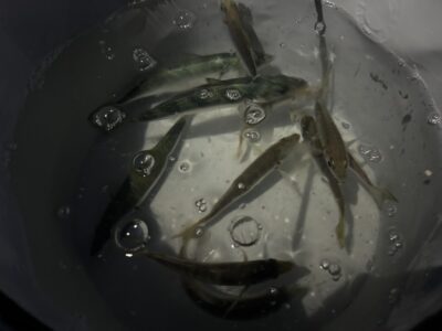 <p>12/29 サビキ情報🐟　沖の北→先端付近では小アジ・サバがぽつぽつ程度かかってました！オイルフェンス付近は❌　旧一文字赤灯→サバが多めですが小アジ〜中アジ良く釣れてました♪♪</p>