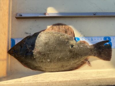 <p>岩田様　沖の北　投げ釣り　カレイ31cm🎣</p>