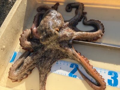 <p>㊈中村様　沖の北　タコエギ　マダコ🐙朝イチ良型に張り付かれ悔しそうにしてましたがお土産GET🐙</p>