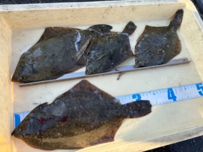 <p>木村様　沖の北　投げ釣り　カレイ33cmまで4枚🎣</p>