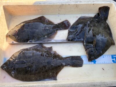 <p>西山様　沖の北　投げ釣り　カレイ35.5cmまで4枚🎣小さいサイズはリリースされたそうですありがとうございます^ ^</p>
