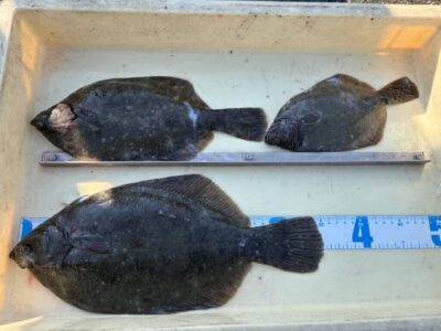 <p>山口様　沖の北　投げ釣り　カレイ35cmまで3枚🎣</p>