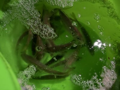 <p>12/30   沖の北先端　夜明け前は小アジがぽつぽつ拾えます！！</p>