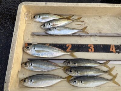 <p>レジェンド山本氏　旧一文字赤灯　6時〜7時　サビキ　アジ24.5cmまで🎣</p>