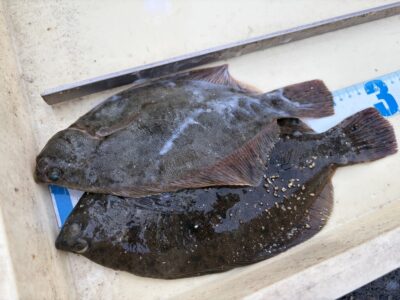 <p>唐見様　沖の北　投げ釣り　カレイ2枚🎣</p>