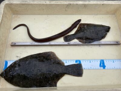 <p>岩井様　沖の北　投げ釣り　カレイ31.5cmまで2枚とアナゴ🎣</p>