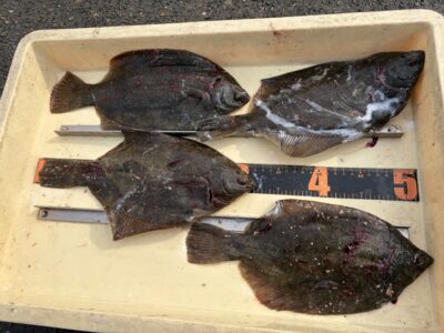 <p>藤原様　沖の北　投げ釣り　カレイ32cmまで4枚🎣</p>