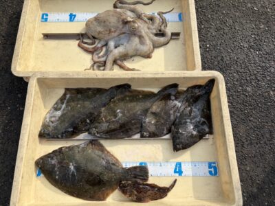 <p>マスカッツ様　沖の北　投げ釣り　カレイ32cmまで5枚とマダコ1.5キロ🐙</p>