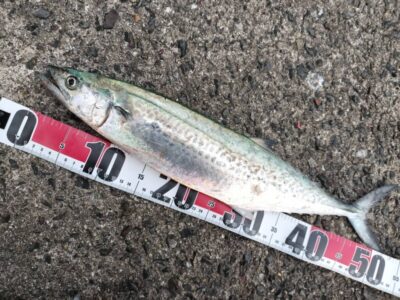 <p>まぁ様　沖の北　ショアジギでサゴシ🎣7時45分頃にヒット♪♪</p>